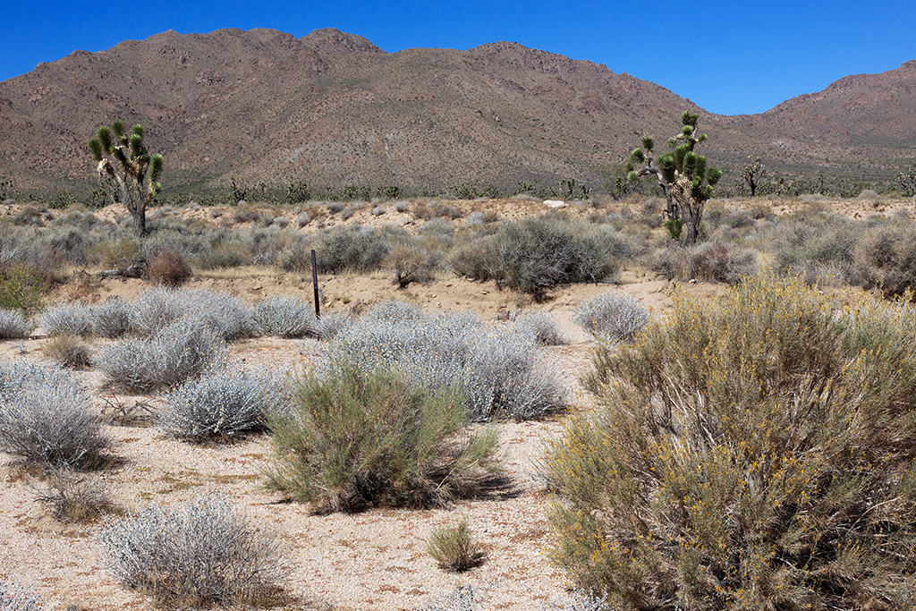 10-13 - 03.jpg - Mojave National Preserve, Nevada